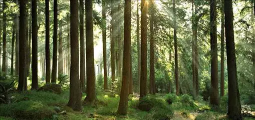foret